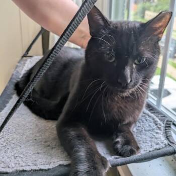 Pall Mall -  Domestic Short Hair Cat for Adoption in Aspinwall, Pennsylvania - Pall Mall | PetCurious