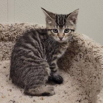 LAFFY TAFFY -  Domestic Short Hair Cat Available for Adoption in Sandusky, Ohio - LAFFY TAFFY | PetCurious