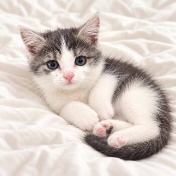 Miso -  American Shorthair Cat for Adoption in Tucson, Arizona - Miso | PetCurious