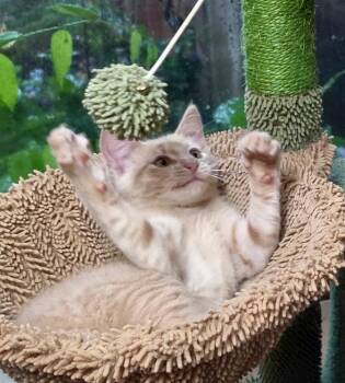 Domestic Medium Hair and Tabby Cats Available for Adoption - Pebbles | PetCurious