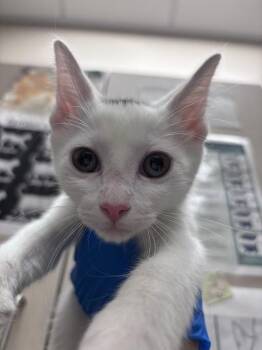 MATEO -  Domestic Short Hair Cat Available for Adoption in Las Vegas, Nevada - MATEO | PetCurious