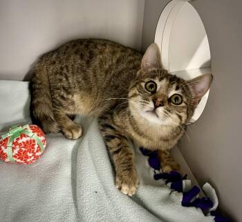 Domestic Short Hair Cats Available for Adoption in Kalamazoo, Michigan - Munchkin | PetCurious