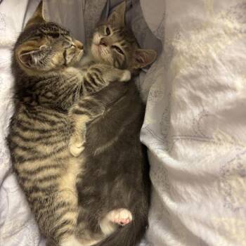 Iron -  Domestic Short Hair Cat for Adoption in Philadelphia, Pennsylvania - Iron | PetCurious