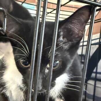 Binx -  Domestic Short Hair Cat for Adoption in Winston-salem, North Carolina - Binx | PetCurious