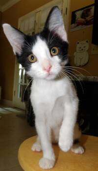 Ferdinand -  Domestic Short Hair Cat for Adoption in Lake Monroe, Florida - Ferdinand | PetCurious