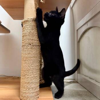 Lemon Peppa Steppa -  Domestic Short Hair Cat for Adoption in York, Pennsylvania - Lemon Peppa Steppa | PetCurious