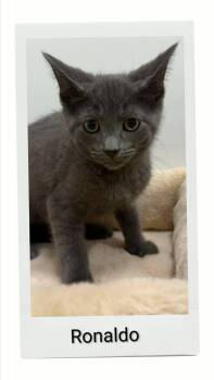 Ronaldo -  Domestic Short Hair Cat for Adoption in Caistor Centre, Ontario - Ronaldo | PetCurious