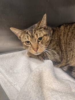 Domestic Short Hair Cats Available for Adoption - Bussy | PetCurious