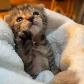 Potato -  Domestic Short Hair Cat for Adoption in Sand Springs, Oklahoma - Potato | PetCurious
