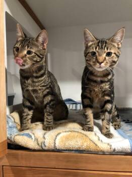 Bachman -  Domestic Short Hair Cat for Adoption in Seven Valleys, Pennsylvania - Bachman | PetCurious