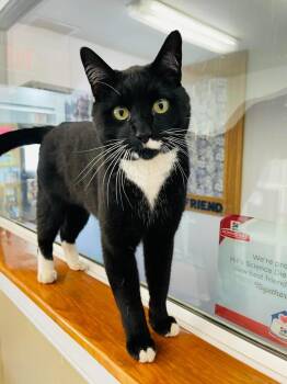 Domestic Medium Hair Cats Available for Adoption in Green River, Wyoming - Oswald | PetCurious