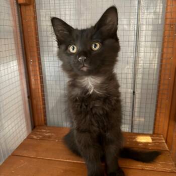 Solana (bigger) -  Domestic Medium Hair Cat Available for Adoption in Tustin, California - Solana (bigger) | PetCurious