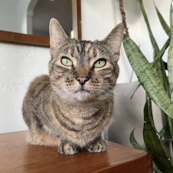 Domestic Short Hair Cats Available for Adoption in Philadelphia, Pennsylvania - Clementine Kitty | PetCurious