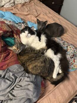 Rescue Domestic Short Hair Cats for Adoption in Salisbury, Maryland - Weerwoof | PetCurious