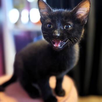 Joshua -  Domestic Short Hair Cat for Adoption in Michigan City, Indiana - Joshua | PetCurious