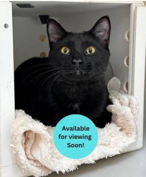 Zeus -  Domestic Short Hair Cat for Adoption in Kalispell, Montana - Zeus | PetCurious