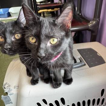 Rescue Domestic Short Hair Cats for Adoption in Seneca, Pennsylvania - Claire | PetCurious