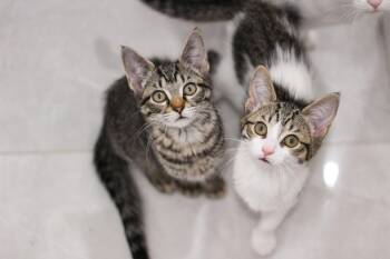 Marigold -  Domestic Short Hair Cat for Adoption in Walled Lake, Michigan - Marigold | PetCurious
