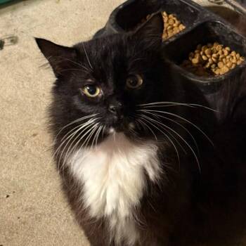 Domestic Long Hair Cats Available for Adoption - Rafiki | PetCurious