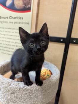 Chomp -  Domestic Short Hair Cat for Adoption in Rowlett, Texas - Chomp | PetCurious