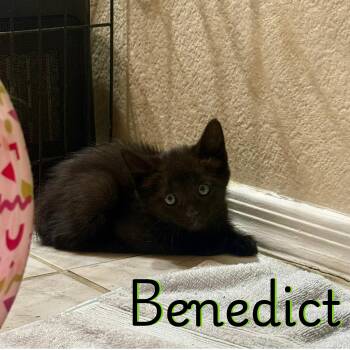 American Shorthair Cats Available for Adoption in Glendale, Arizona - Benedict | PetCurious