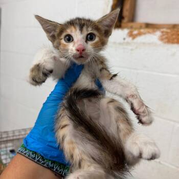 Horizon -  Domestic Short Hair Cat for Adoption in Edinburg, Texas - Horizon | PetCurious