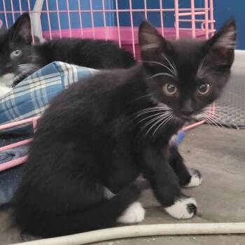 Prada -  Domestic Short Hair Cat for Adoption in Rochester, Minnesota - Prada | PetCurious