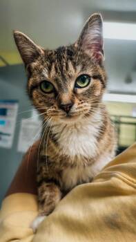 Domestic Short Hair Cats Available for Adoption in Auburn, Indiana - Embry | PetCurious