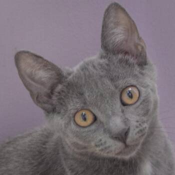 Blueberry Cobbler -  Russian Blue and Domestic Short Hair Cat for Adoption in Huntley, Illinois - Blueberry Cobbler | PetCurious