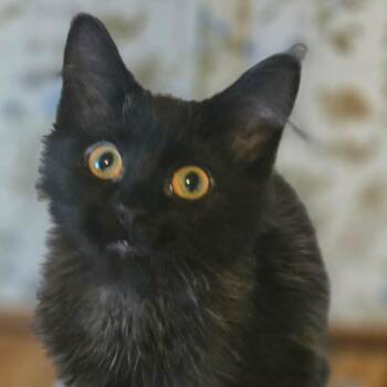 Phoebe -  Domestic Medium Hair Cat for Adoption in Watertown, Wisconsin - Phoebe | PetCurious