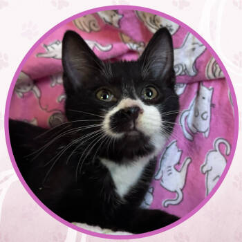 Rescue Domestic Short Hair Cats for Adoption in Toms River, New Jersey - Cranberry Sauce | PetCurious