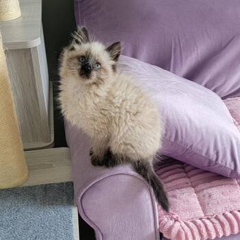 Siamese Cats Available for Adoption in Wyandotte, Michigan - Jasper | PetCurious