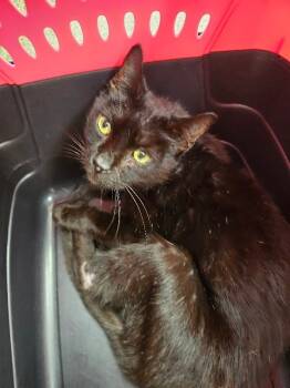 Rescue Domestic Short Hair Cats for Adoption in Disputanta, Virginia - Keaton | PetCurious