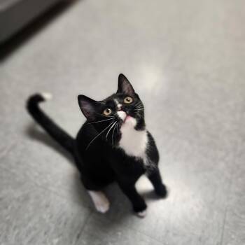 Finn -  Domestic Short Hair Cat for Adoption in Waupun, Wisconsin - Finn | PetCurious