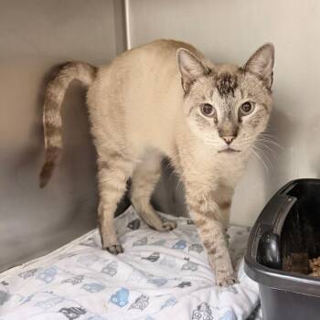 English Muffin -  Siamese and Domestic Short Hair Cat for Adoption in Titusville, Florida - English Muffin | PetCurious