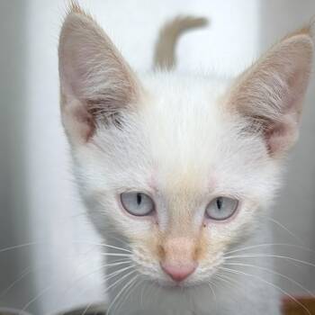 Kindle -  Siamese Cat for Adoption in Mazon, Illinois - Kindle | PetCurious