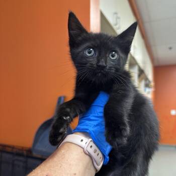 Helium -  Domestic Short Hair Cat for Adoption in Westminster, California - Helium | PetCurious