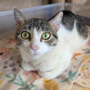 Kahlua -  Domestic Short Hair Cat for Adoption in Park Rapids, Minnesota - Kahlua | PetCurious