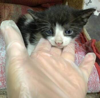 ZEN -  Domestic Short Hair Cat for Adoption in Riverside, California - ZEN | PetCurious