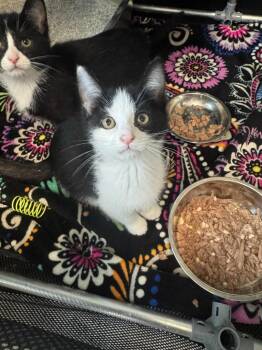 Amethyst -  Domestic Short Hair Cat for Adoption in Marion, Ohio - Amethyst | PetCurious