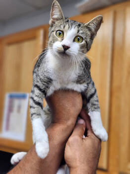 Rescue Domestic Short Hair Cats for Adoption in Lockhart, Texas - Seven | PetCurious