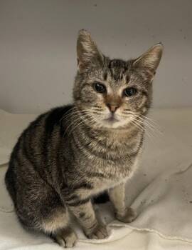 Domestic Short Hair Cats Available for Adoption - Inga | PetCurious