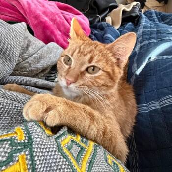 Garfield -  Domestic Short Hair Cat for Adoption in Tulsa, Oklahoma - Garfield | PetCurious