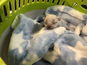 A1922140 -  Domestic Short Hair Cat for Adoption in Thousand Palms, California - A1922140 | PetCurious