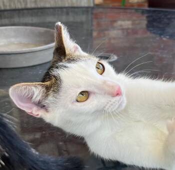 Mac -  Domestic Short Hair Cat for Adoption in Cross Timber, Texas - Mac | PetCurious