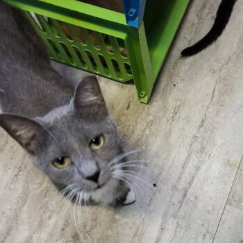 Domestic Short Hair Cats Available for Adoption - Tux | PetCurious