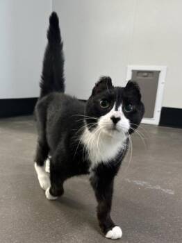 Ursula -  Domestic Short Hair Cat for Adoption in West Chester, Pennsylvania - Ursula | PetCurious