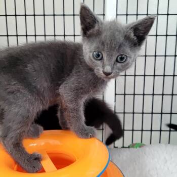Ash -  Domestic Short Hair Cat for Adoption in Belfair, Washington - Ash | PetCurious