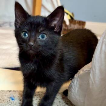 Domestic Short Hair Cats Available for Adoption - Amelia | PetCurious