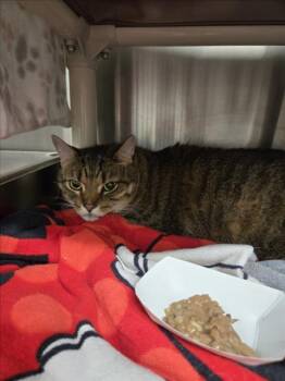 Domestic Short Hair Cats Available for Adoption in Derwood, Maryland - KLAUS | PetCurious
